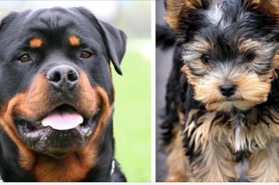 16 najwierniejszych ras psów według psychologów zwierzęcych. Niektóre mogą zaskoczyć 