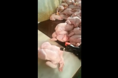 Tak się faszeruje kurczaki zanim wyjadą na sklepowe półki