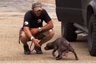 Suczka „prosi” ratowników o odnalezienie jej szczeniaczków. Ich spotkanie chwyta za serce