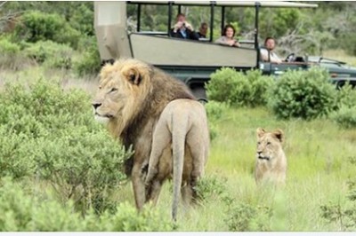 Kłusownicy włamali się do rezerwatu, aby polować na nosorożce. Zostali zjedzeni przez lwy