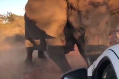 Wkurzony słoń zniszczył auto turystom. Nie ma takiego oglądania