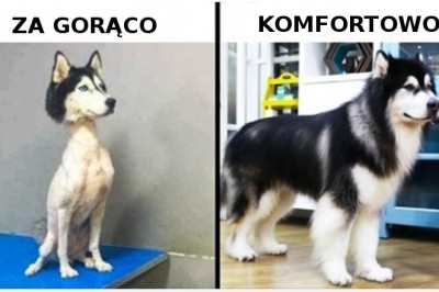 10 popularnych mitów na temat psów, w które nie powinniśmy wierzyć