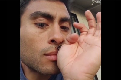 Ziomek chciał sprawdzić jak pachnie pszczoła. Szybko tego pożałował