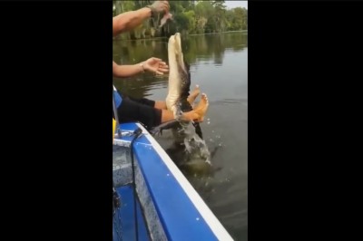 Oswajanie dzikiego kajmana. Trzeba mieć odwagę do takiej akcji