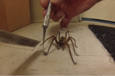 Pająk który sam wyciąga „nogę” po pomoc. Nigdy w życiu nie wdziałam czegoś takiego