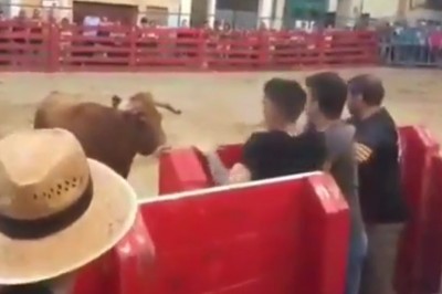 Rzucił bykowi wyzwanie. Nie miał z nim żadnych szans 