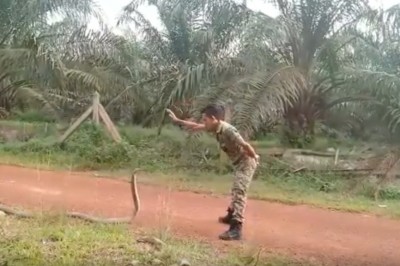 Szczena opada. Malezyjski żołnierz kontra kobra królewska