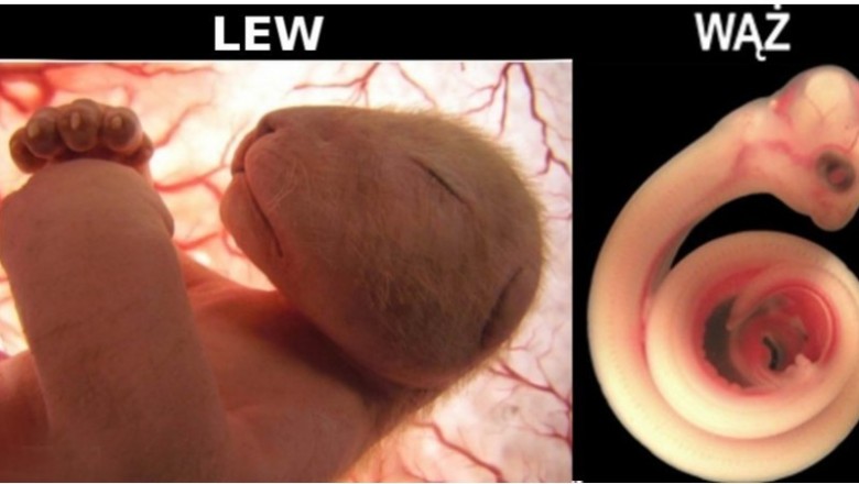 Niezwykłe zdjęcia płodów zwierząt w łonie matek. Zrobione na kilka dni przed urodzeniem