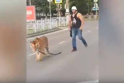 Tygrys wyskoczył mu z samochodu prosto na ulicę. To dopiero pupil