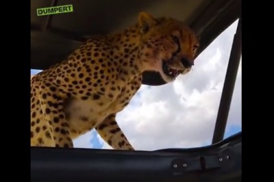 Myślisz, że widziałeś niezłą fazę na wakacjach? Zobacz co przeżyli Ci turyści