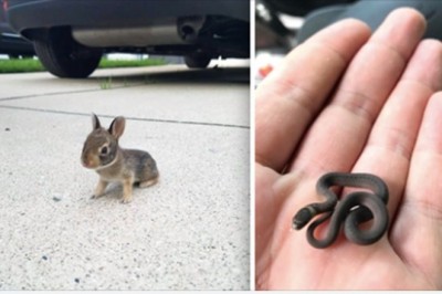 Te zwierzaki są tak malutkie, że ciężko się na nie napatrzeć. Sama słodycz