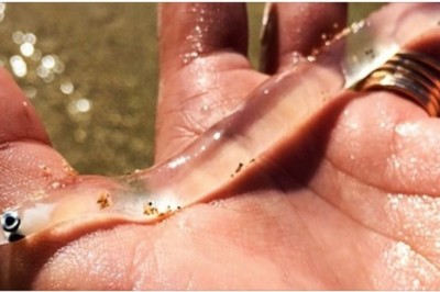 Niesamowite przeźroczyste zwierzęta, które pokazują jak niewiarygodna jest nasza planeta