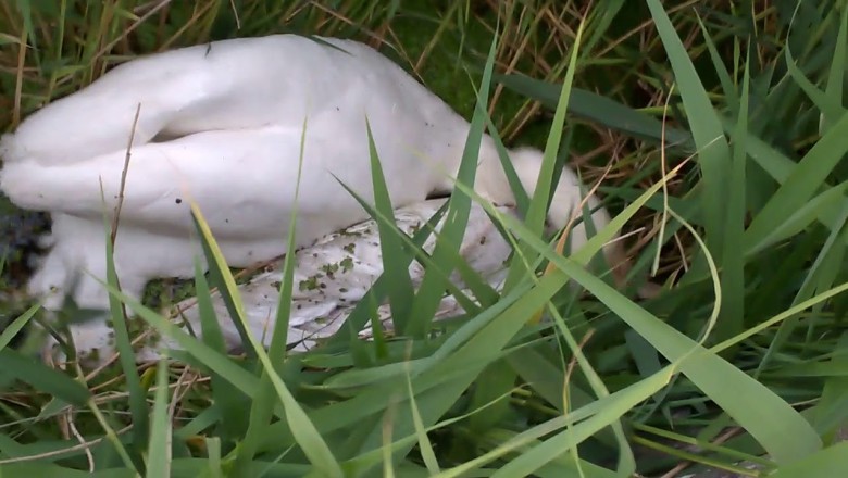 Gość broni łabędzia przed innym łabędziem. Wczuł się w sytuację 