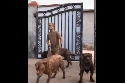 Hardcorowy powrót ze spaceru z ogromnymi psami. Chyba miał dosyć 