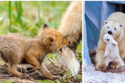 20 słodkich zdjęć pokazujących zwierzęce mamy w akcji. Nie różnią się od ludzi