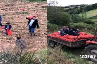 Tenisista nr. 1 na świecie, Novak Djoković nagrany podczas wykopków na polu 