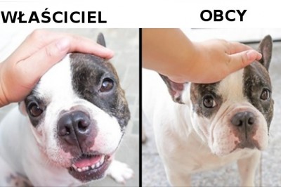 8 zachowań, które sprawiają, że nasze psy stają się przygnębione