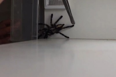 Łapanie pająka. Film dla ludzi o mocnych nerwach 