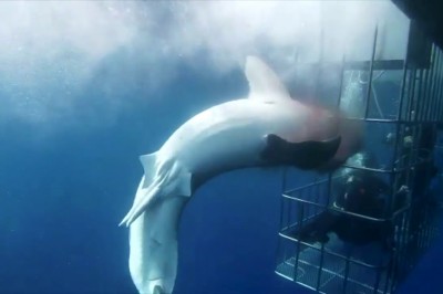 Wielki biały rekin atakuje nurków w klatce. Sceny mrożące krew w żyłach