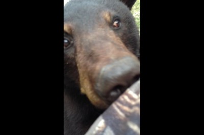 Ogromny niedźwiedź wspina się na drzewo do gościa, który go obserwuje