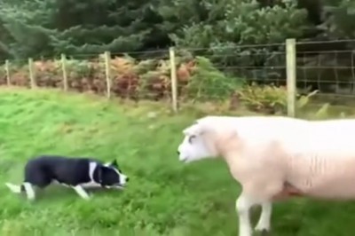 Pies kontra owce. Jego umiejętności budzą ogromny podziw 