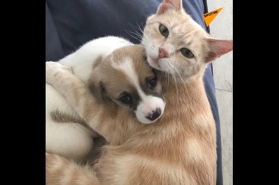 Codzienna porcja ciekawych i zabawnych filmików #29