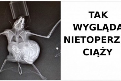 19 przeuroczych zwierzaków, które natychmiast poprawią twój dzień. Niezwykle słodziaki 