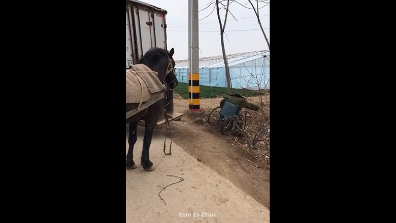 Kiedy masz konia za przyjaciela i akurat wracasz z imprezy