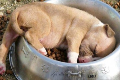 16 śpiących zwierzaków, które napełniają nas pozytywnymi emocjami