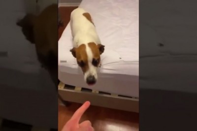 Kiedy pies olewa sprawę i musisz sam zrobić porządek 