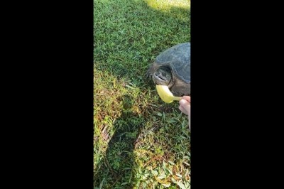 Kiedy chcesz nakarmić żółwia bananem, ale ten ma inne plany 