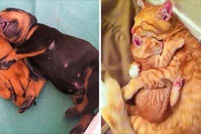 19 zdjęć pokazujących, że najbezpieczniej na świecie jest przy boku naszej mamy