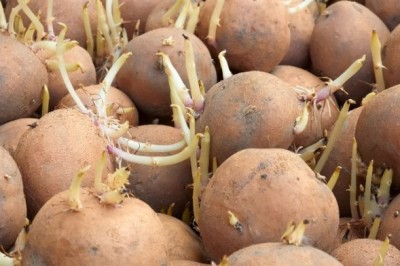 Można bezpiecznie jeść kiełkujące ziemniaki? Zobacz na co należy uważać 