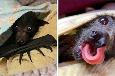 Organizacja ratująca małe nietoperze pokazała zdjęcia swoich pacjentów. Same słodziaki 