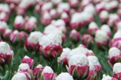 Te kwiaty wyglądają tak, że aż chce się je schrupać! 