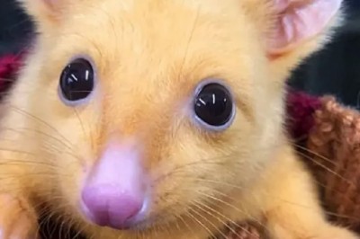 Pikachu naprawdę istnieje! Pochodzi z Australii