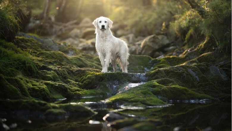 Dwie najpiękniejsze rzeczy – natura i zwierzęta na hipnotyzujących zdjęciach