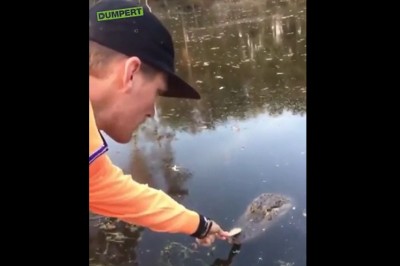 Karmienie krokodyla ręką. Gość szybko pożałował 