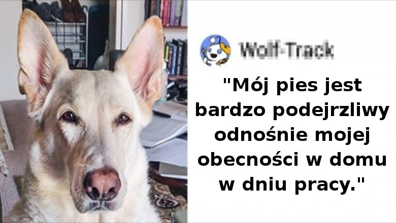 16 osób dzieli się wrażeniami z pracy w domu w towarzystwie swoich zwierzaków