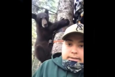 Siedzisz sobie na drzewie, a tu nagle wpada niedźwiedź 