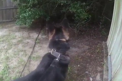 Tak wygląda praca psa policyjnego, który tropi uciekiniera 