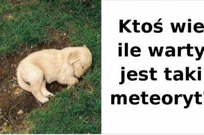 14 zdjęć pokazujących, że psy to prawdziwe uosobienie szczęścia