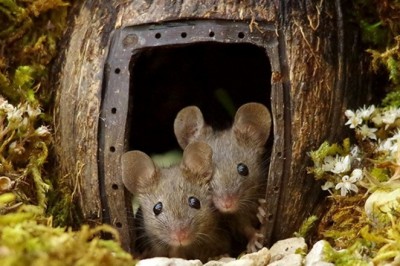 Znalazł mysią rodzinę żyjącą w jego ogrodzie. Zbudował im miniaturową wioskę