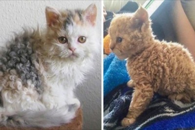 18 puszystych kotów, które skradną ci serce swoimi lokami