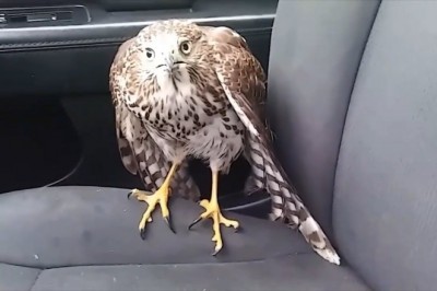 Codzienna porcja ciekawych i zabawnych filmików #135