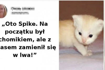 19 małych kotów i psów, które z wiekiem stały się tylko piękniejsze