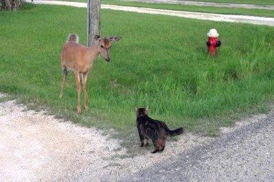 Codzienna porcja ciekawych i zabawnych filmików #142