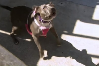 Ten facet jest niesamowity. Poskramianie agresywnego pit bulla