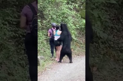 Kiedy spotykasz w lesie niedźwiedzia, który chce się zaprzyjaźnić 