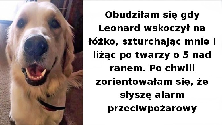 Te zdjęcia udowadniają, że psy dbają o swoich właścicieli tak samo, jak właściciele dbają o nie